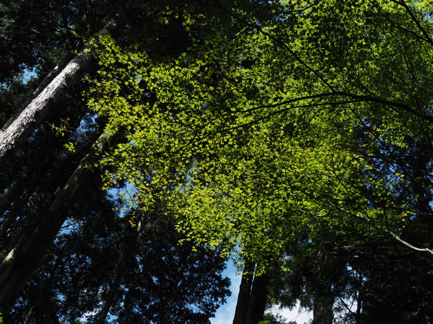 e0346064_1772055.gif