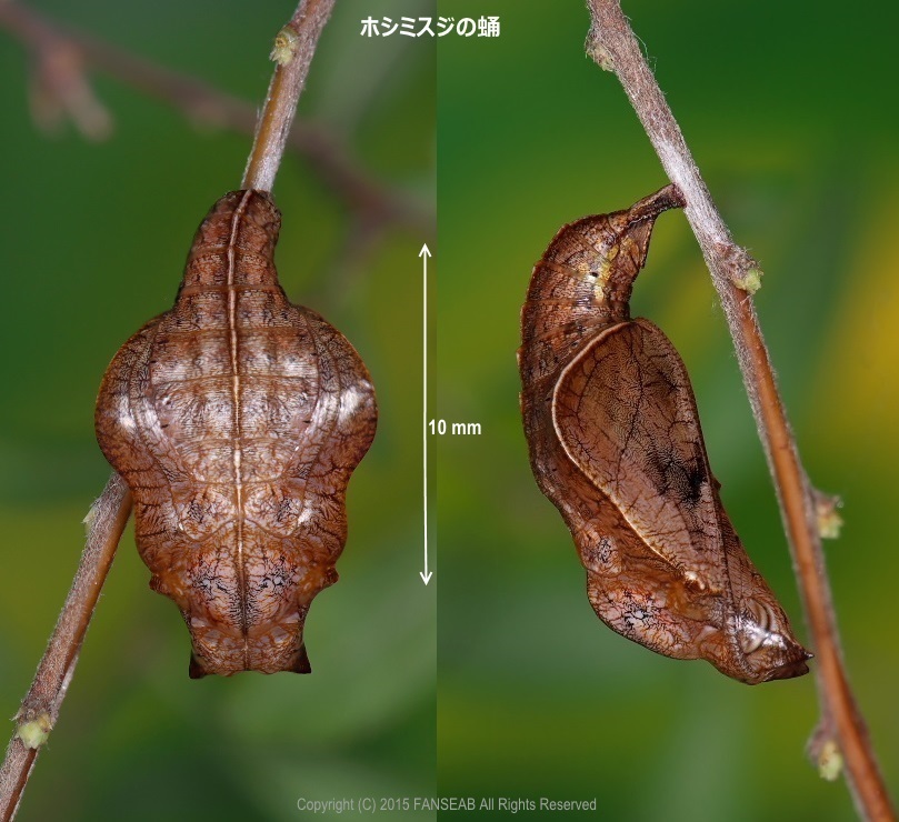 f0090680_10415230.jpg