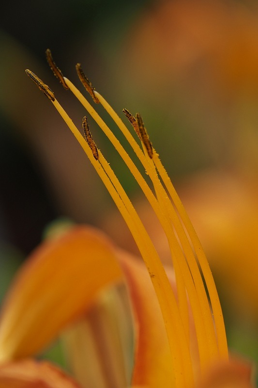 e0348392_20094369.jpg
