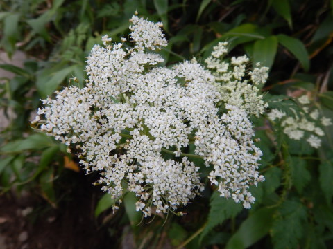 f0118332_23581024.jpg