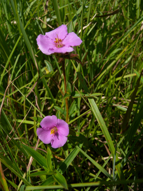 e0272335_572832.jpg