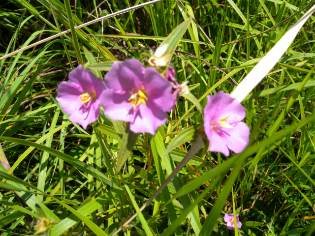 e0272335_57559.jpg