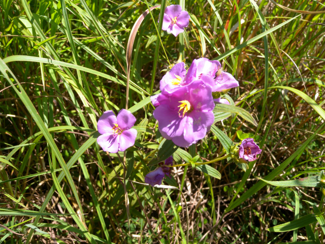 e0272335_581748.jpg