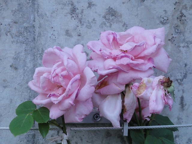 c0336266_21190262.jpg