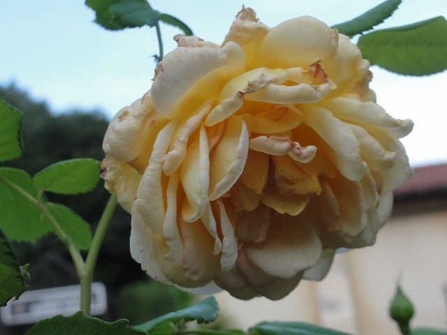 c0336266_21315390.jpg