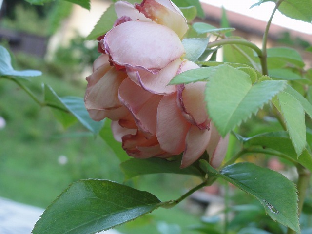 c0336266_21324412.jpg
