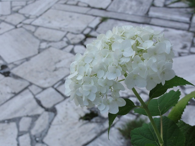 c0336266_21332211.jpg