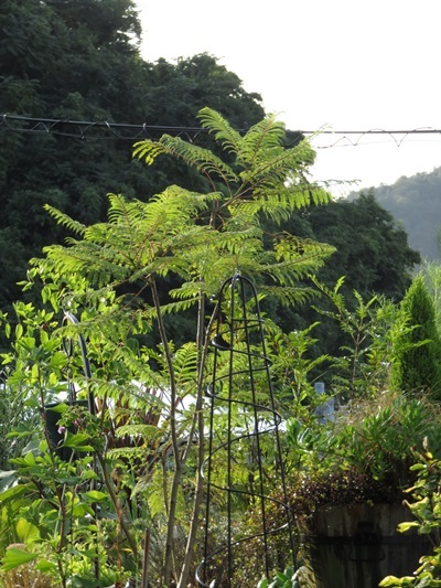 e0264374_12350964.jpg