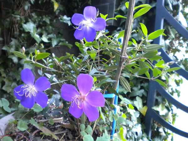 f0058384_1553279.jpg