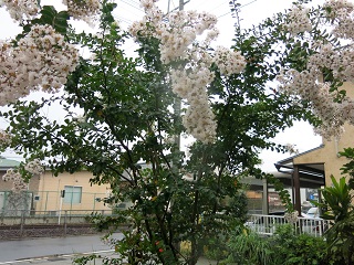 e0130185_11161270.jpg