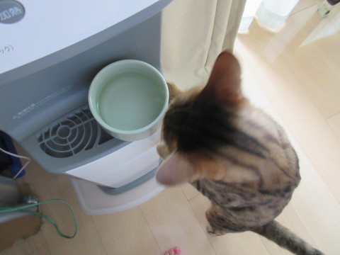 c0310987_11552064.jpg