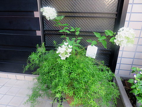 d0046702_4373460.jpg