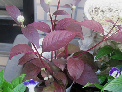 d0046702_4381458.jpg