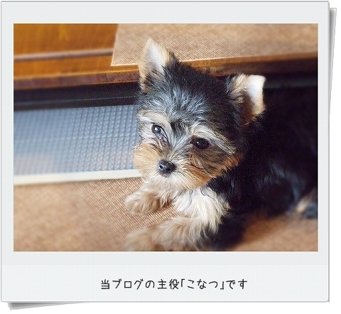 d0179828_08364596.png