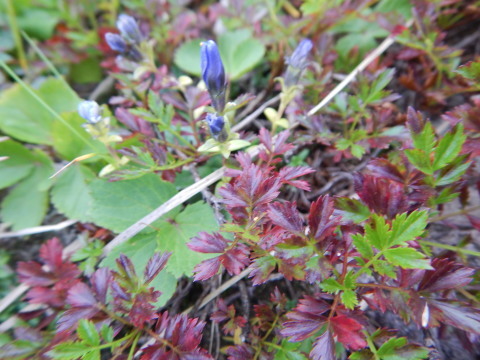 f0118332_00134753.jpg