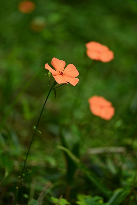 b0236334_7255544.jpg