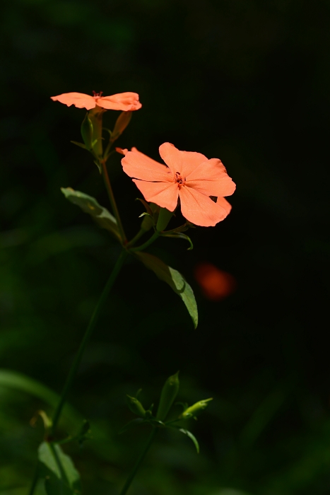 b0236334_726547.jpg