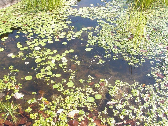 c0327752_14540698.jpg