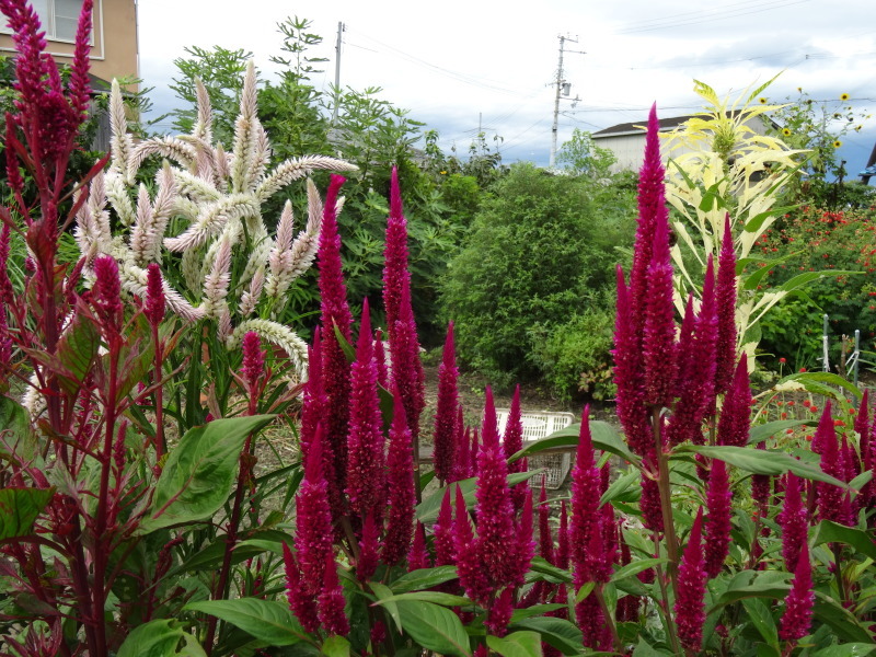 c0108460_15174551.jpg