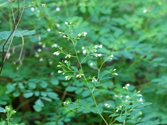 f0357487_5182732.jpg