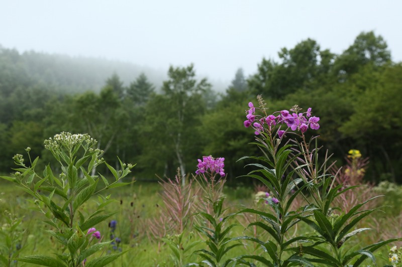 f0000789_10405345.jpg