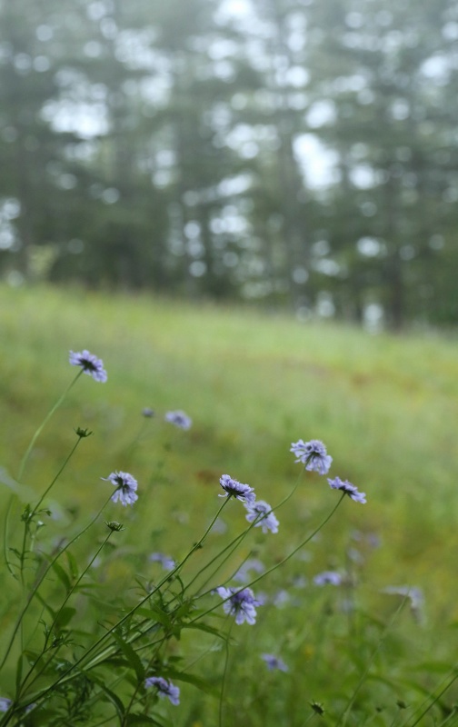 f0000789_10411563.jpg