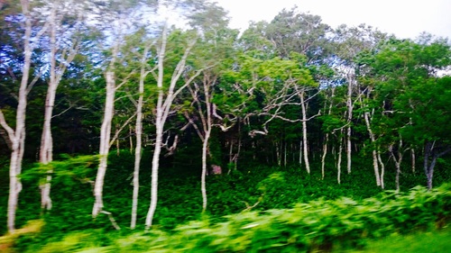 c0202101_4332720.jpg