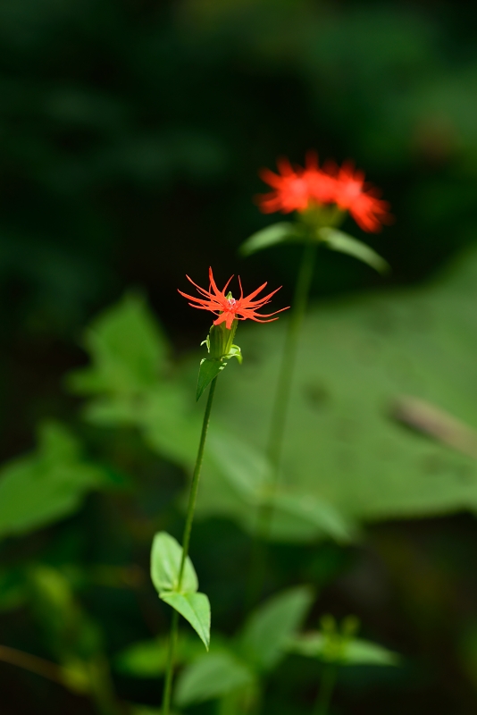 b0236334_7513485.jpg