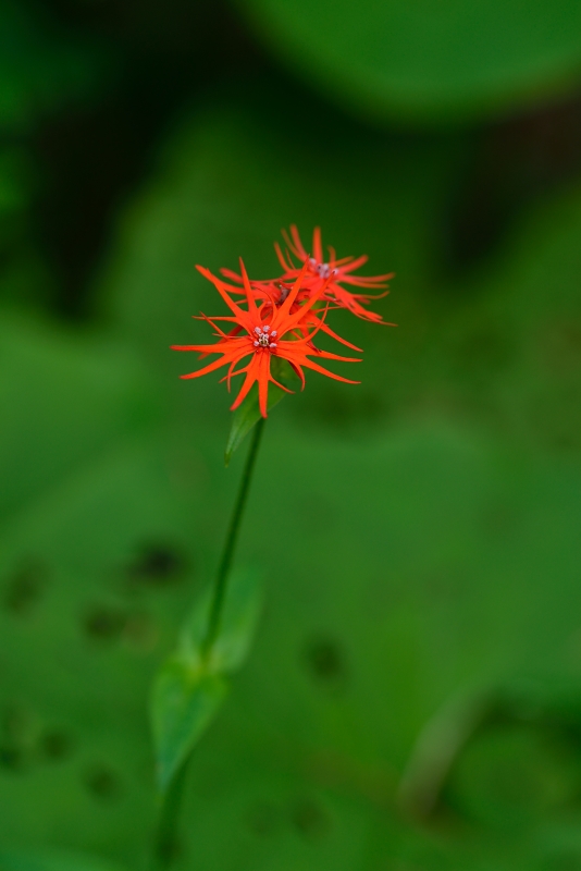 b0236334_7513875.jpg