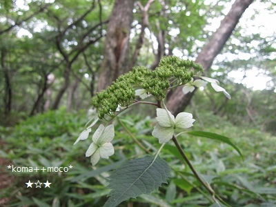 b0310842_16543944.jpg