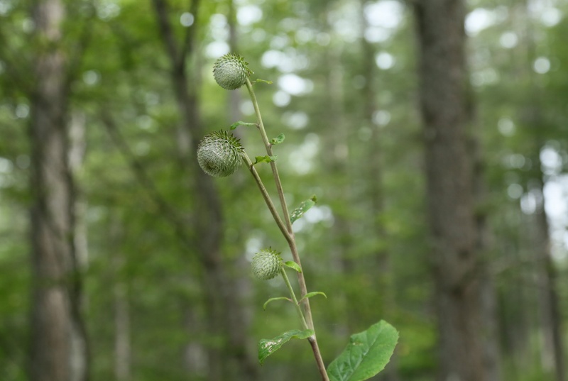 f0000789_857152.jpg