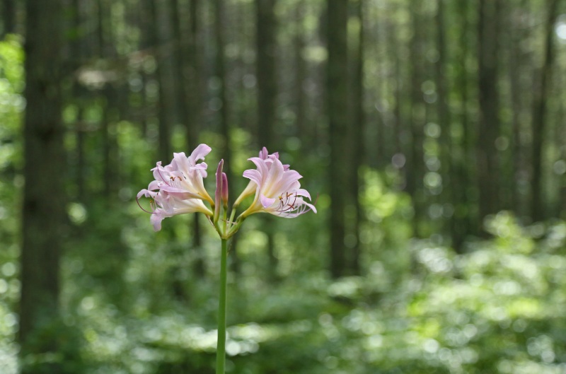 f0000789_858289.jpg