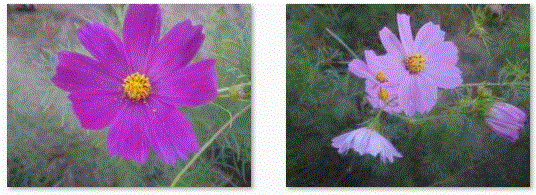 f0231709_19122782.gif