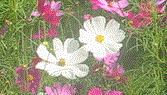 f0231709_19361866.gif