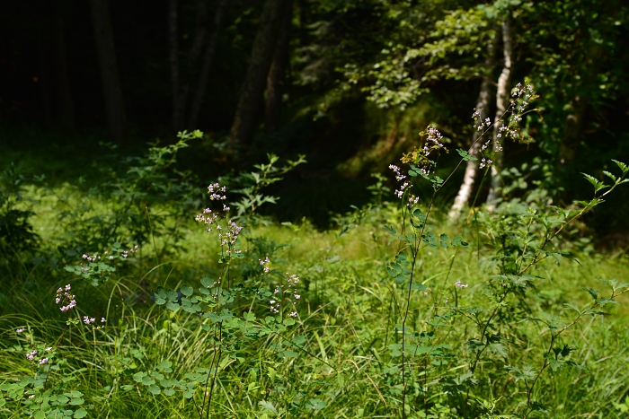 b0236334_7273575.jpg