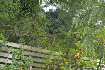 e0184558_7595138.jpg