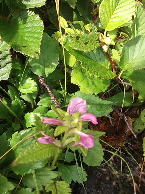 f0043559_10463953.jpg