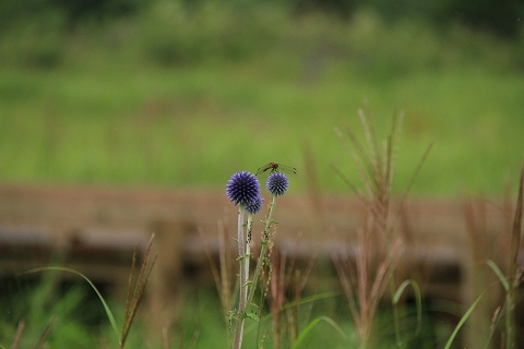 a0222494_2105088.jpg