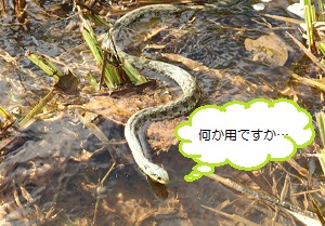 c0182012_11454596.jpg