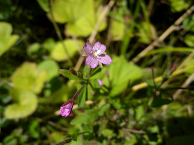 e0272335_4471573.jpg