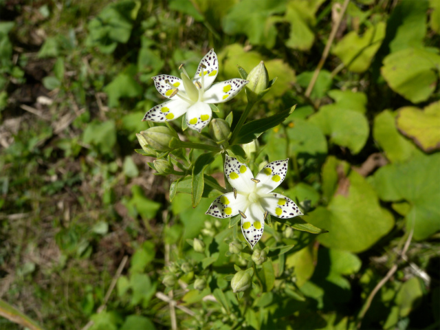 e0272335_521981.jpg