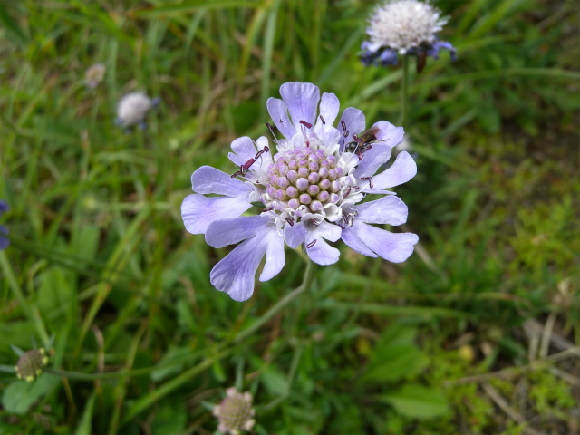 e0272335_5282343.jpg