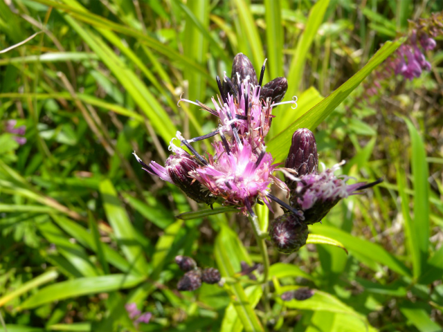 e0272335_5325519.jpg
