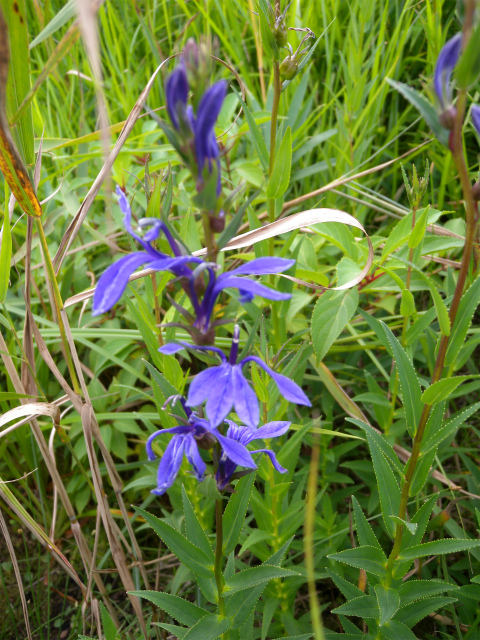 e0272335_5382116.jpg