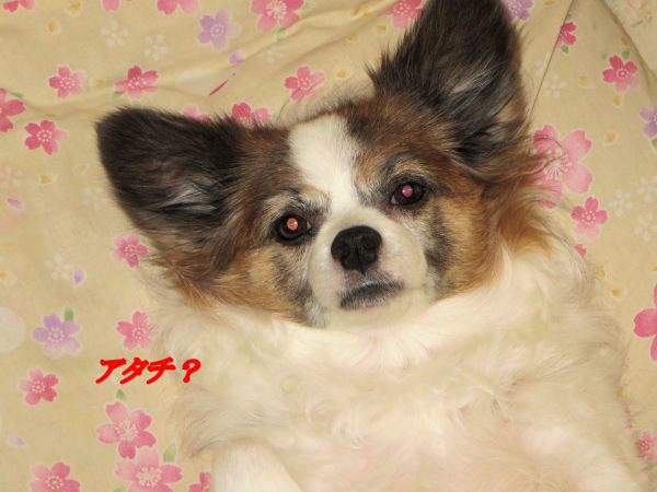 a0149240_10054253.jpg