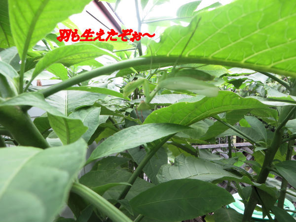 a0149240_10062923.jpg
