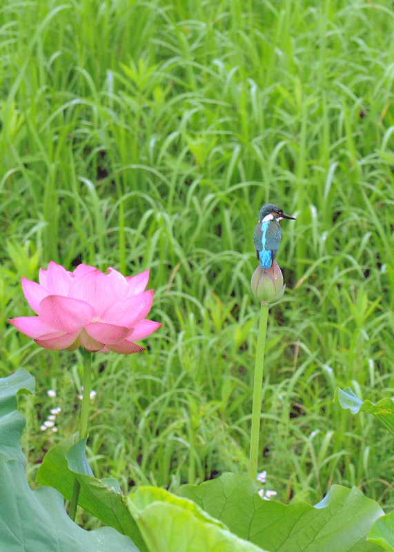 d0290240_07584143.gif