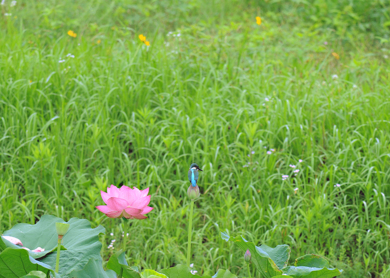 d0290240_07591867.gif
