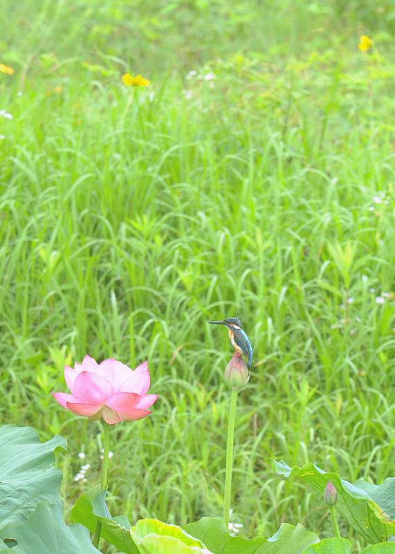 d0290240_08004073.gif