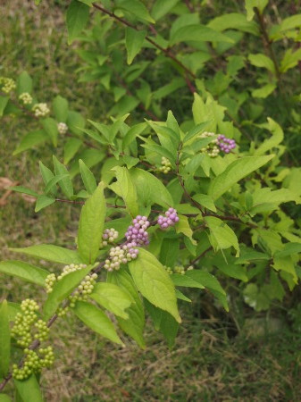 b0246758_21035087.jpg